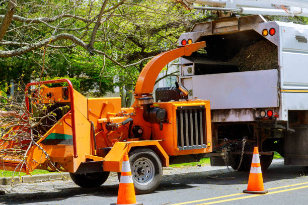 How Our Tree Care Process Works  in  Acworth, GA