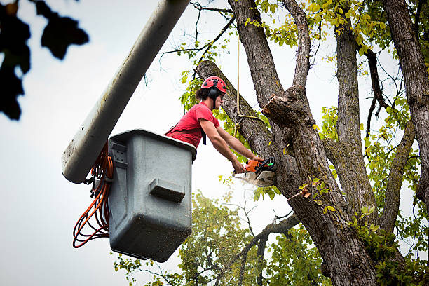 Best Palm Tree Trimming  in Acworth, GA